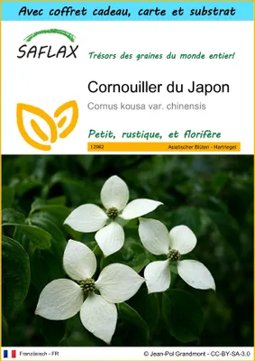 Image de SAFLAX Ensemble-cadeau - Cornouiller du Japon - 30 graines - Cornus