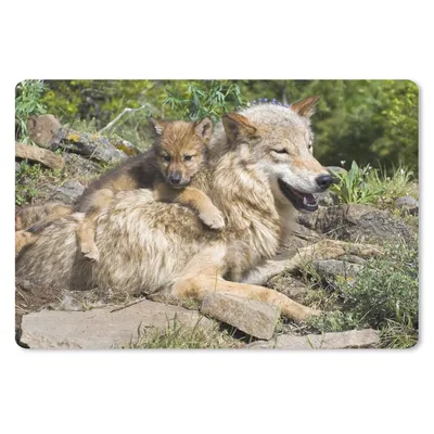 Produktbild von MuchoWow® Mauspad Mousepad Wolf - Jungtier - Tier 27x18 cm - Mousepads - Maus Mat - Pad - Mausunterlage - Büroartikel - Desk Matten
