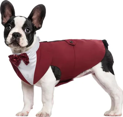 Produktbild von Kuoser Hund Smoking Anzug Bandana Set Haustier Fomal Kleidung S-XXL Bordeaux