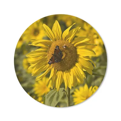 Produktbild von MuchoWow® Mauspad Mousepad Tagpfauenauge Schmetterling auf einer Sonnenblume 30x30 cm - Mousepads - Maus Mat - Pad - Mausunterlage - Tischunterlage - Schreibtischmatten