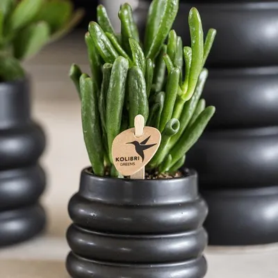 Produktbild von Crassula Hobbit – Sukkulente – Ø6cm – Pflegeleichte Zimmerpflanze mit dicken grünen Blättern – Mini-Sukkulente für helle Standorte – Robust & langlebig