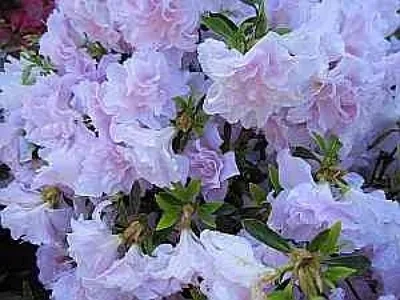 Produktbild von Rhododendron obtusum Mrs. Nancy Dippel - Japanische Azalee Mrs. Nancy Dippel 25 - 30 cm