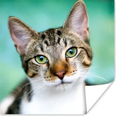 Produktbild von MuchoWow® Poster Katze - Porträt - Augen 30x30 cm - Wandposter - Printing