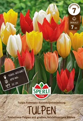 Artikelbild 2 von 'Fosteriana-Tulpe Kaisertulpen-Mischung (7 Stück)'