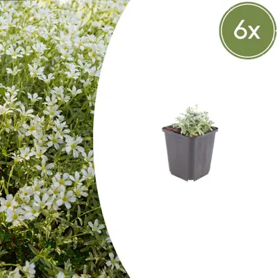 Productafbeelding van Cerastium tomentosum | 6 stuks - 10-25cm - Ø9cm - Tuinplant