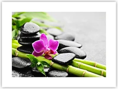 Produktbild von Poster - Poster ohne Rahmen - Pflanze Steine Bambus Spa - 40x30 cm - Wand Bild - Wanddeko - Wandbilder - Kunstposter - Wandposter - Bilder - Kunstdruck - Wanddekoration - Wandbild - P2XAA40x30-2681