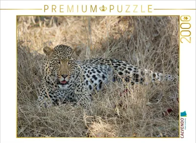 Produktbild von CALVENDO Puzzle Leopard 2000 Teile Puzzle quer | 2000 Teile Lege-Größe 90x67cm Foto-Puzzle für glückliche Stunden