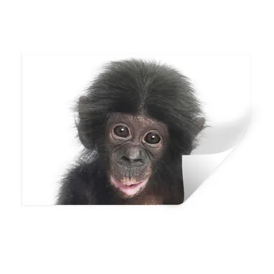 Produktbild von MuchoWow® Wandtattoo Wandsticker Wandaufkleber Affe - Tiere - Natur - Schimpanse 30x20 cm Selbstklebend und Repositionierbar - Wierderverwendbar - Selbstklebend