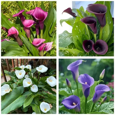 Zdjęcie produktu dla Odporna na mróz odmiana calli "Bloemkegel" do uprawy w ogrodzie