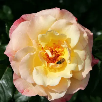 Produktbild von Rosa  - Kletternde Rose Kordes - Rosa 'Moonlight'®