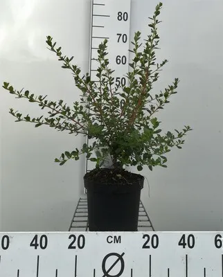 Immagine prodotto di Escallonia hybr. 'Donard Seedling' - Andenstrauch 40- 50 cm Contenitore