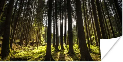 Produktbild von MuchoWow® Poster Baum - Natur - Sonne - Wald 40x20 cm - Poster für die Wand - Poster Schlafzimmer