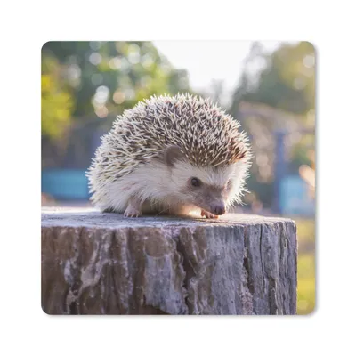Produktbild von MuchoWow® Mauspad Mousepad Igel - Baumstumpf - Wald 30x30 cm - Mousepads - Maus Mat - Pad - Mausunterlage - Gaming