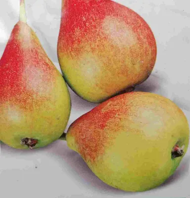 Zdjęcie produktu dla Pyrus communis 'Tendral Valencia' 170-200 cm / pień 80-100 cm - Grusza pospolita