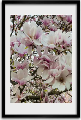 Produktbild von Bild - Bilderrahmen - 40 cm x 60 cm - MDF - Rahmen - Wandkunst - Magnolie Blumen