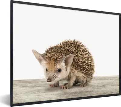 Produktbild von MuchoWow® Gerahmtes Poster Igel - Tiere - Jungen - Mädchen 80x60 cm - Poster mit Schwarzem Bilderrahmen Wandposter Rahmen Foto Bilder - Schwarzem - Mit Gestell