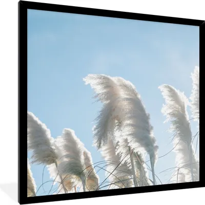 Produktbild von MuchoWow® Gerahmtes Poster Himmel - Gras - Pampasgras 40x40 cm - Poster mit Schwarzem Bilderrahmen Wandposter Rahmen Foto Bilder - Mit Rahmen - Wanddekoration Schlafzimmer