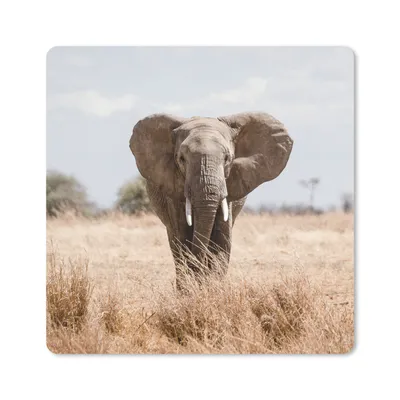 Produktbild von MuchoWow® Mauspad Mousepad Elefant - Natur - Tiere - Porträt 20x20 cm - Mousepads - Maus Mat - Pad - Mausunterlage - Desk Mat - Bureauartikeln