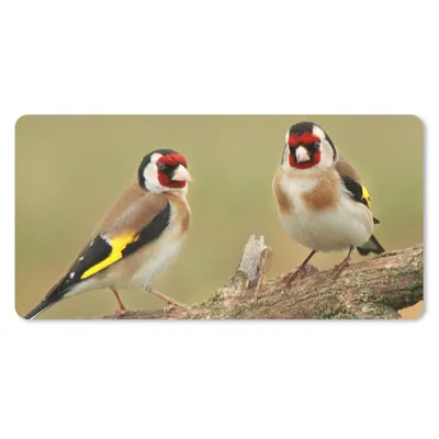 Produktbild von MuchoWow® Mauspad Mousepad Zwei kleine Stieglitze auf einem Baumast 60x30 cm - Mousepads - Maus Mat - Pad - Mausunterlage - Nachhaltig