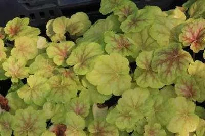 Obrázek produktu pro 6 x Heuchera hybr. 'Tiramisu' - Fialové zvonky - květináč 9 x 9 cm