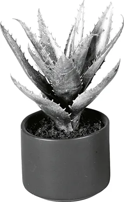 Produktbild von EK Agave im Keramiktopf, 20 cm