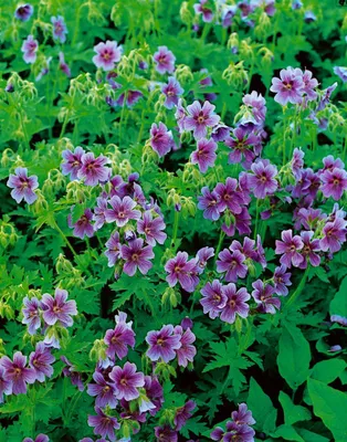 Zdjęcie produktu dla Geranium himalayense, żurawka himalajska, niebiesko-fioletowa, doniczka ok. 9x9 cm