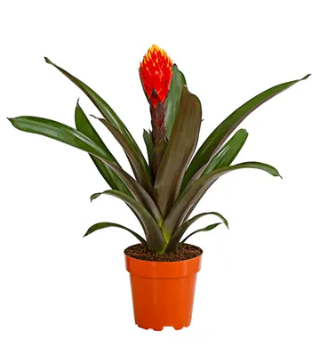 Produktbild von Dehner Guzmanie Deseo, Guzmania cultivars, orange-gelbe Rosette, 40-50 cm, Ø Topf 12 cm, Zimmerpflanze