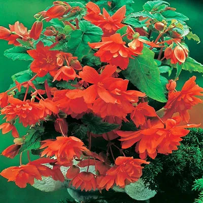 Produktbild von Begonie Knolle Blumen Blumenknolle Garten Töpfe Blüten Hängebegonie Orange 1 St.