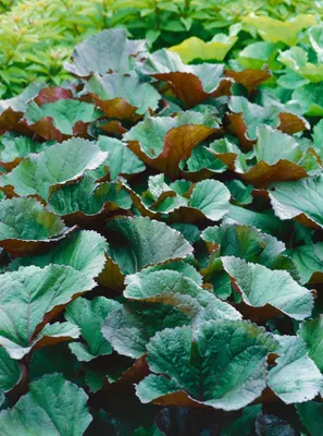Produktbild von Ligularia dentata 'Desdemona', Goldkolben, ca. 11x11 cm Topf