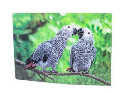 Produktbild von 3 D Ansichtskarte Graupapageien, Postkarte Wackelkarte Hologrammkarte Tiere Tier Vogel