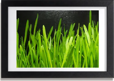 Produktbild von Bild 30x20 MDF-Rahmen, Wandkunst Gras