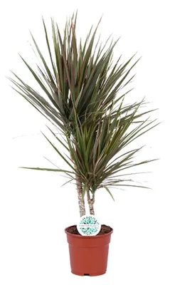 Immagine prodotto di Dracaena Bicolor - 65-75cm - Ø17cm - Pianta d'appartamento - Sempreverde