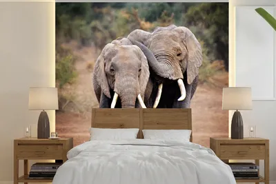 Produktbild von MuchoWow® Fototapete für Wohnzimmer oder Schlafzimmer Wandtapete Vinyl Motivtapete Elefantenfreunde - 300x300 cm - Wanddekoration