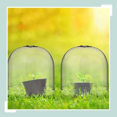 Immagine prodotto di Campane per piante da giardino, set da 10 - Protezione da parassiti e intemperie