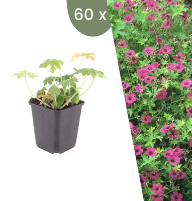 Image de Plants by Frank | 60 Plantes de géranium vivace 'Bevan's Variety' | Geranium macrorrhizum 'Bevan's Variety' | Couvre-sol rustique | Plantes vivaces | Vivaces rustiques | Plantes d’extérieur | Jardin