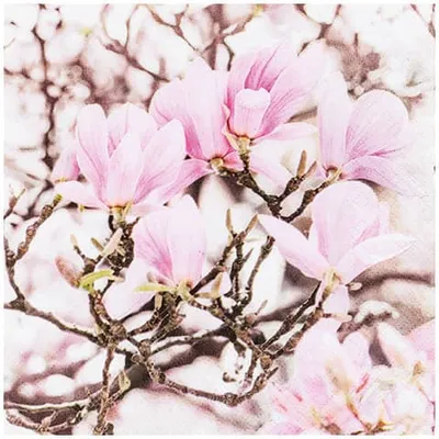 Produktbild von RP 20 Servietten Pink Magnolia - Blühende rosa Magnolien 33x33cm