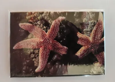 Produktbild von Magnet Seesterne, 8 x 5,5 cm, Kühlschrankmagnet Tiere Seestern Strand Urlaub
