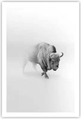 Produktbild von Poster - Poster ohne Rahmen - Wisent Schwarzweiß Licht - 61x91,5 cm - Wand Bild - Wanddeko - Wandbilder - Kunstposter - Wandposter - Bilder - Kunstdruck - Wanddekoration - Wandbild - P2XPA61x91-4418
