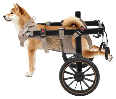 Image de Fauteuil roulant pour chiens, conçu pour les pattes arrière, réglable et léger