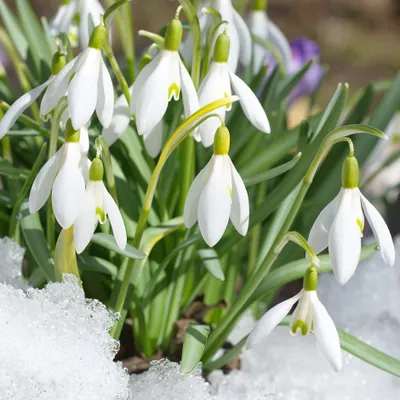 Produktbild von 100 Woronow - Schneeglöckchen "Ikariae" Gr. 4-5 -Blumenzwiebeln-