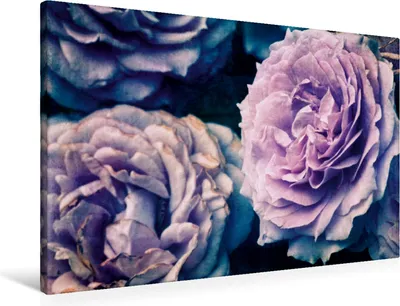 Produktbild von Calvendo Textil-Leinwand 90 cm x 60 cm quer Romantische Rosen - Shabby Chic Style, Cross Martina; 7295965