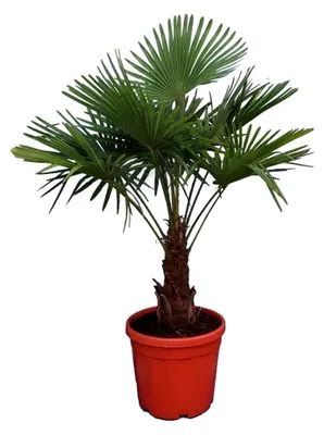 Produktbild von Winterharte Hanfpalme - Trachycarpus fortunei - Stammhöhe 120-140 cm, Topf Ø 31 cm