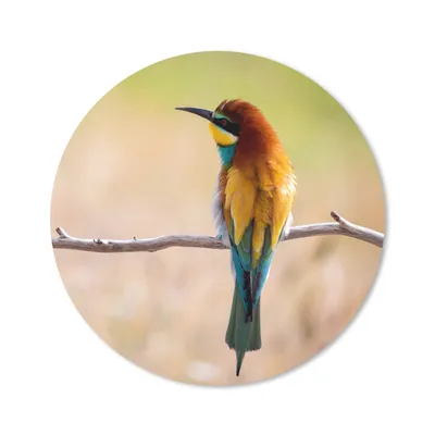 Produktbild von MuchoWow® Mauspad Mousepad Vögel - Bienenfresser - Tiere 50x50 cm - Mousepads - Maus Mat - Pad - Mausunterlage - Vinyl