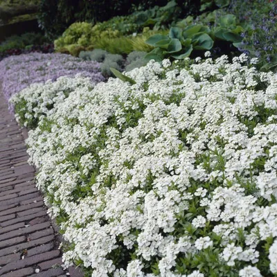 Produktbild von 6 Pflanzen Immergrüne Schleifenblume 'Snowflake', Iberis, P9 Topf