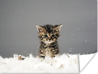 Produktbild von MuchoWow® Poster Katze - Kätzchen - Federn 40x30 cm - Plakate für die Wände - Poster Wohnzimmer