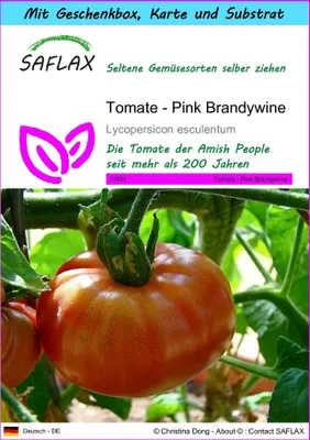 Produktbild von SAFLAX Geschenk Set - Tomate - Pink Brandywine - Lycopersicon esculentum - 10 Samen - Mit Geschenkbox, Versandaufkleber, Geschenkkarte und Anzuchtsubstrat