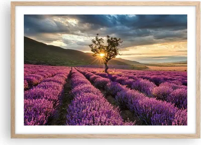 Produktbild von Gerahmtes Poster - Rahmen in heller Eiche - Lavendel Berge Feld - 70x50 cm - Wand Bild - Wanddeko - Wandbilder - Wandposter - Bilderrahmen - Bilder - Kunstdruck - Wandbild - P2NAA70x50-3645