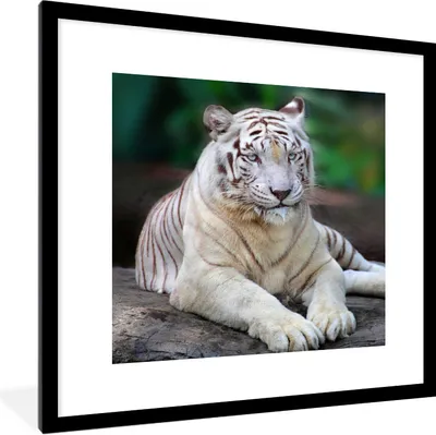 Produktbild von MuchoWow® Gerahmtes Poster Weißer Tiger - Baumstamm - Wald 40x40 cm - Poster mit Schwarzem Bilderrahmen Wandposter Rahmen Foto Bilder - Poster - Plakat im Rahmen