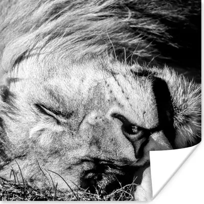 Produktbild von MuchoWow® Poster Löwe - Gras - Porträt 75x75 cm - Wand Dekoration