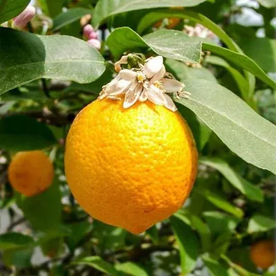 Image de Citrus volkameriana (De Semis) / Citron Volkamer